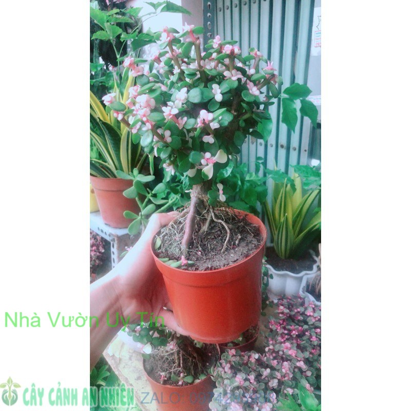 Cành Vàng Lá Ngọc Cổ Thụ