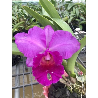 Cattleya hoa to