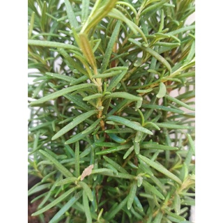 Cây Rosemary (hương thảo) size trung, cây gia vị, thơm dịu nhẹ, vừa có thể làm gia vị. lại giúp đuổi muỗi, thư giãn