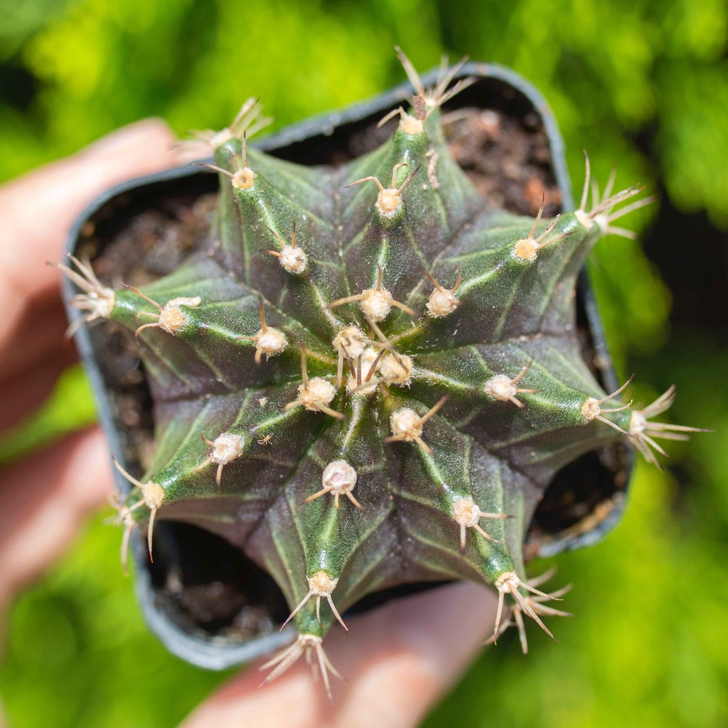 Xương rồng gymno 3-5cm - Vườn sen đá