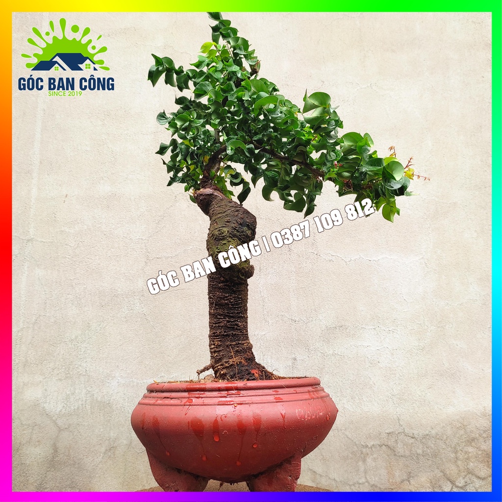 Cây Khế Bonsai Mini - KT02