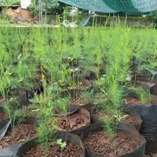 combo 20 cây giống măng tây năng suất cao