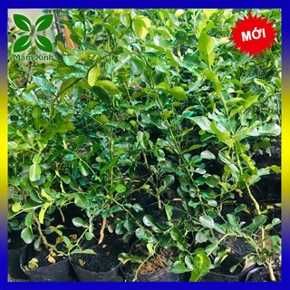 Cây Chúc Lớn cao khoảng 70-90cm, nhiều cành, 1 tuổi rưỡi, trồng từ hạt