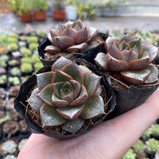 Sen Đá Hoa Hồng Đen