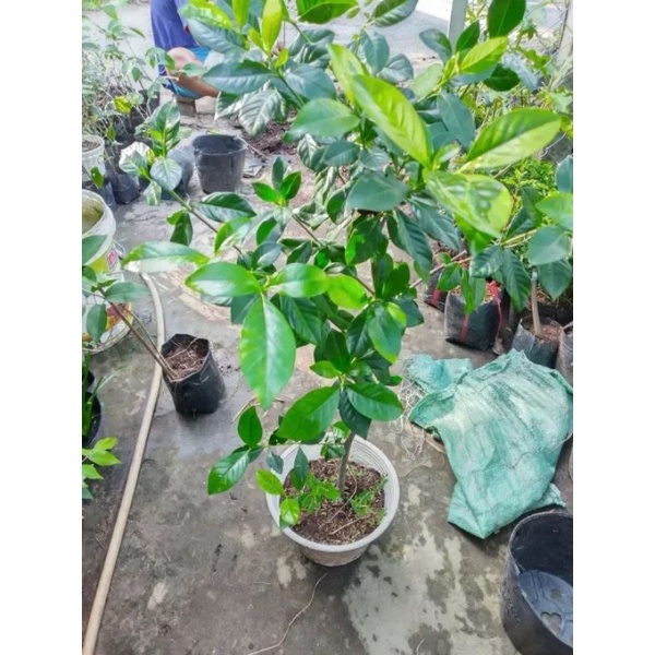 Cây Bạch Thiên Hương