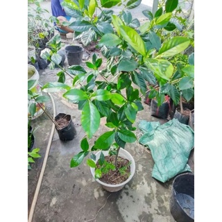 Cây Bạch Thiên Hương