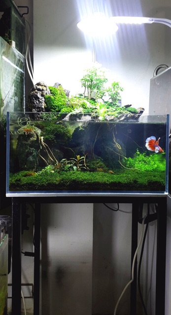 đá kẹp kem, đá làm tiểu cảnh, đá set terrarium, bán cạn, đá làm non bộ