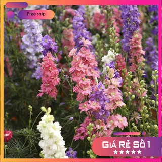 Hạt giống hoa phi yến nhiều màu - 100 hạt LUCKY.VN