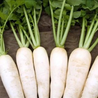 Hạt giống củ cải trắng HN