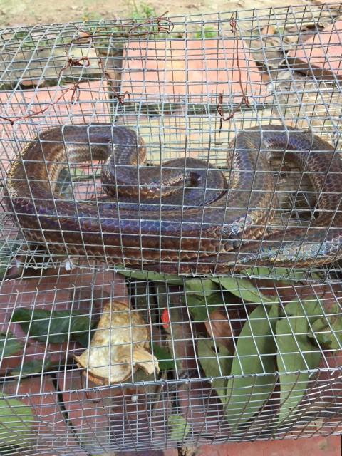 Bẫy rắn thông minh