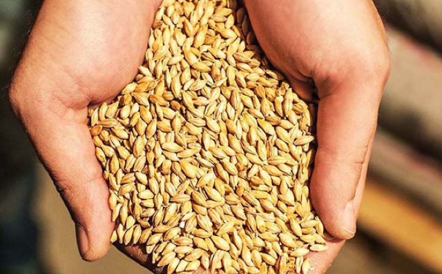 HẠT ĐẠI MẠCH - BARLEY SEED - 500g