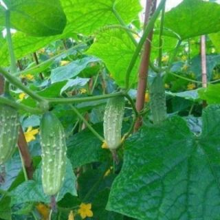 Hạt giống dưa nếp .giongcaynhap
