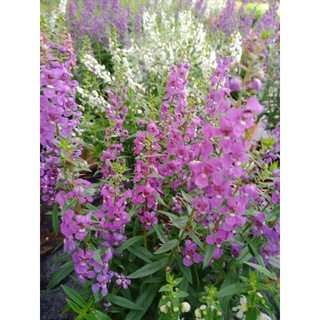 hoa ngọc hân - violet nhật