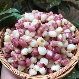 NGÔ NẾP BUNG ĐIỆN BIÊN 1KG