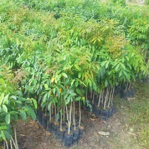 Combo 2 cây xà cừ giống cao 60 cm