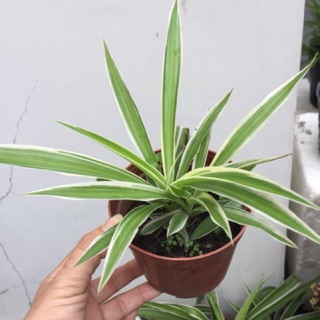 Cây mến khách mini