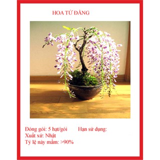 Hạt giống hoa tử đằng gói 5 hạt