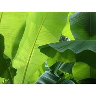 Combo 5 ký Lá Chuối Tươi luôn tươi mới