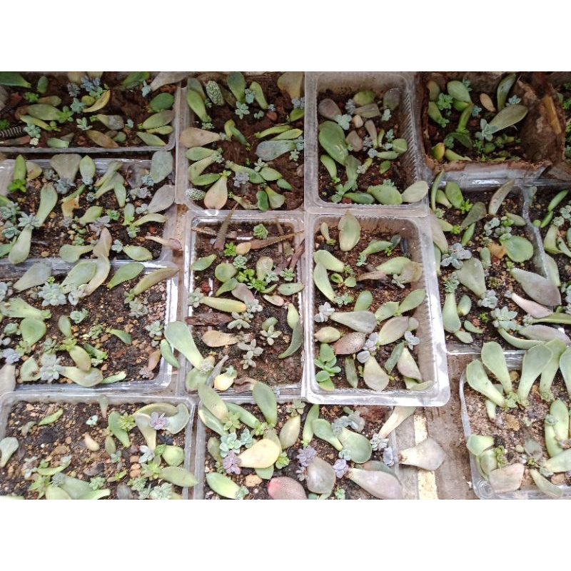 Sỉ từ 100 lá ươm Sen đá Xr trên 40 loại khác nhau  - NeyuhGarden