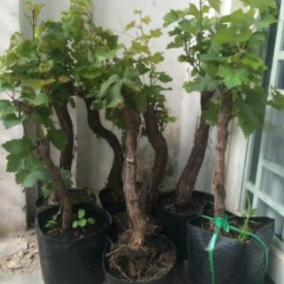 Nho gốc ghép leo giàn ( trồng cảnh hoặc bon sai )