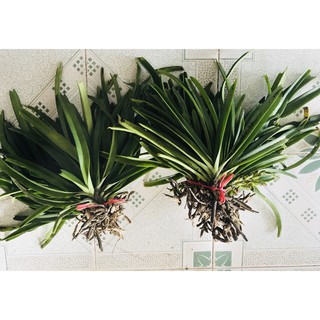 lan combo 2 cây sóc + 2 cây chồn 55k