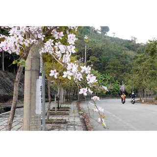 10 Hạt giống cây hoa ban tím