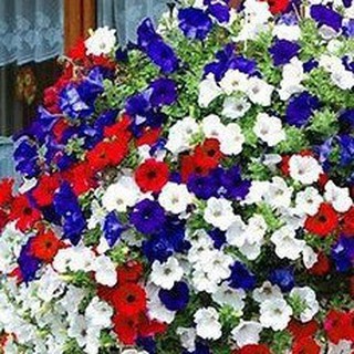 200h Hạt Giống Hoa Dạ Yến Thảo Mix Màu