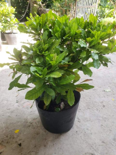 Cây Thần Kì đang hoa