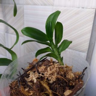 Hoa phong lan - 5 cánh trắng lào