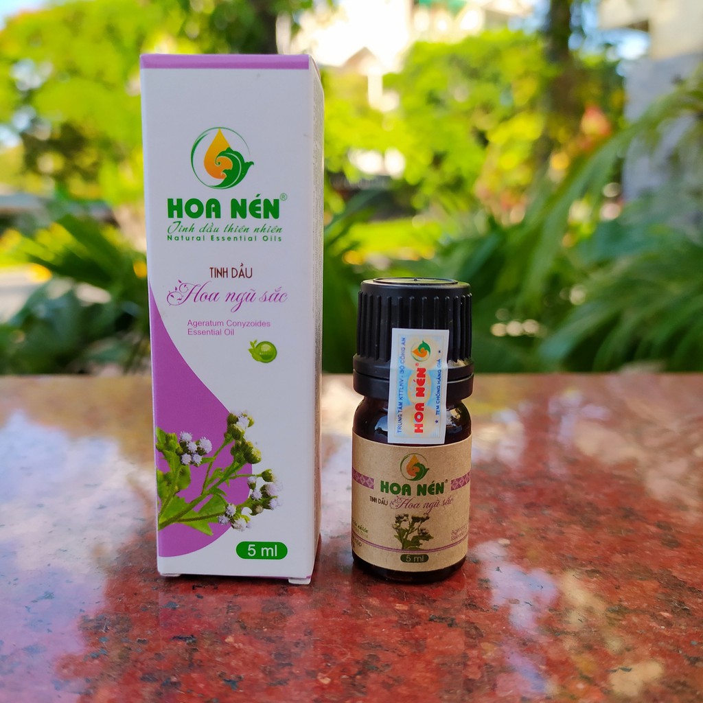 Tinh dầu hoa Ngũ Sắc NGUYÊN CHẤT 5ml_Thích hợp với người viêm xoang, viêm mũi dị ứng