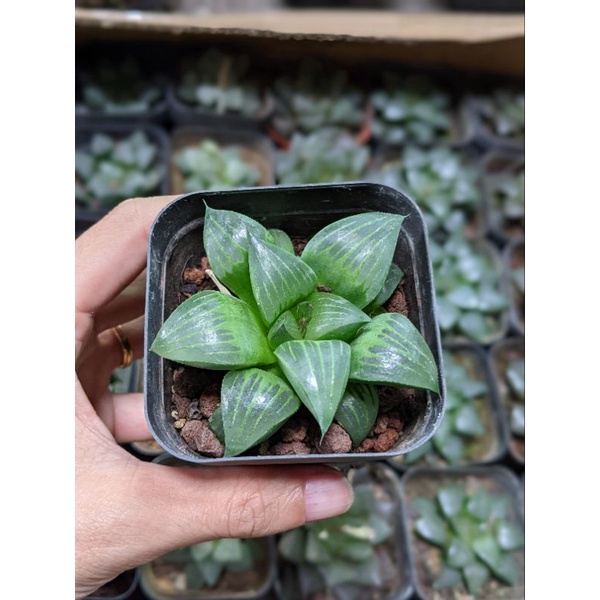 Sen đá kim cương Haworthia size chậu 7cm