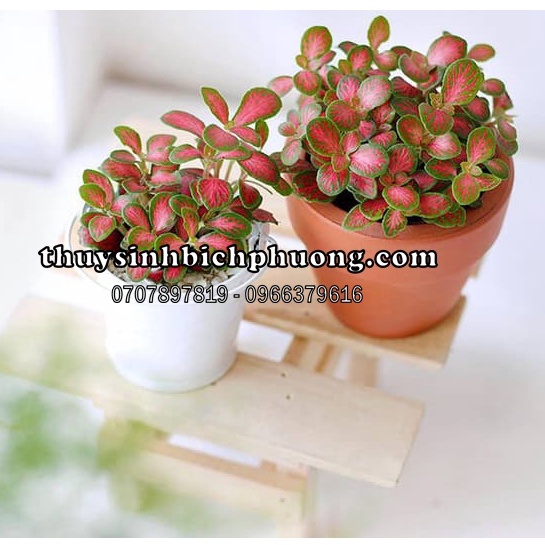 CÂY CẨM NHUNG - CÂY THỦY SINH CHO HỒ CÁ THỦY SINH