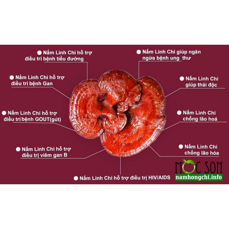 100G BÀO TỬ NẤM LINH CHI THƯỢNG HẠNG MỘC SƠN