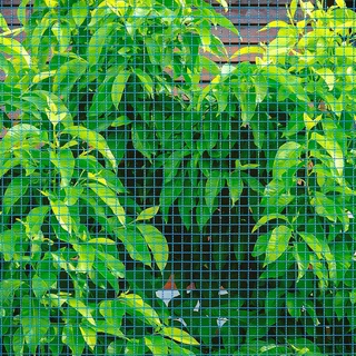 Lưới Chống Chim Đậu Phá Hoại Cây