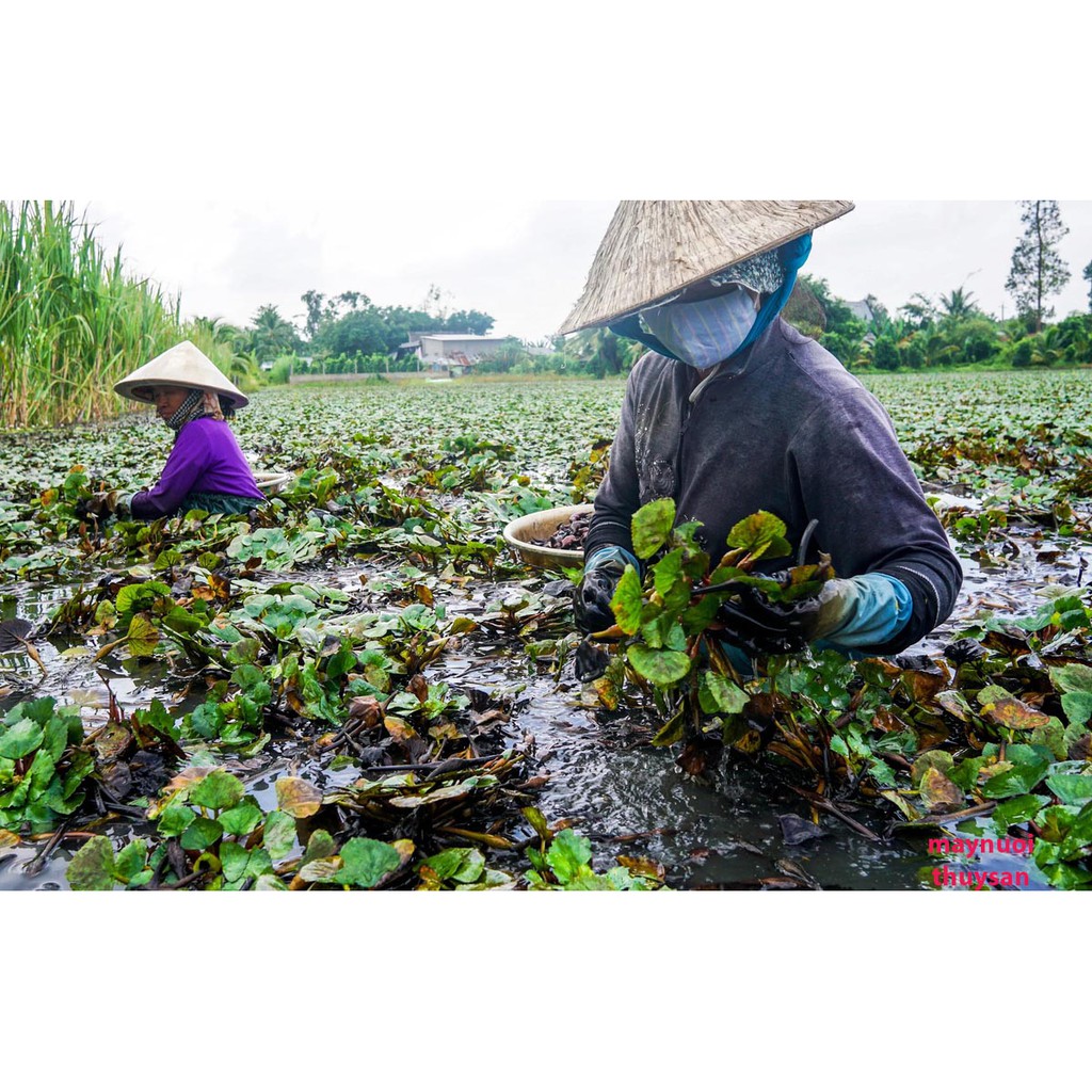 200 Cây ấu giống