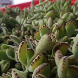 Sen đá tay gấu bụi lớn