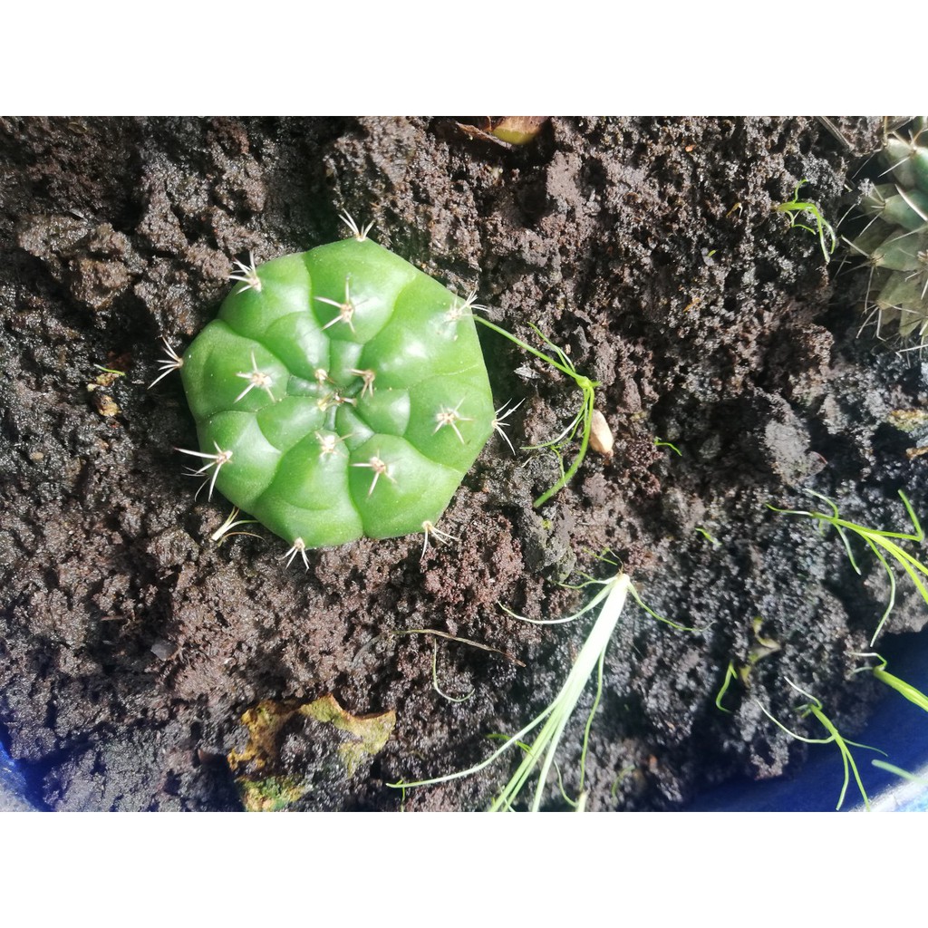 cây xương rồng con