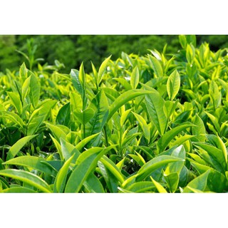cây chè xanh( 2 cây) - giống chuẩn