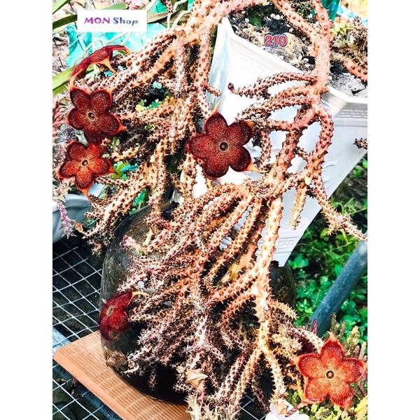 Xương rồng sao biển hoa lớn màu đỏ đậm