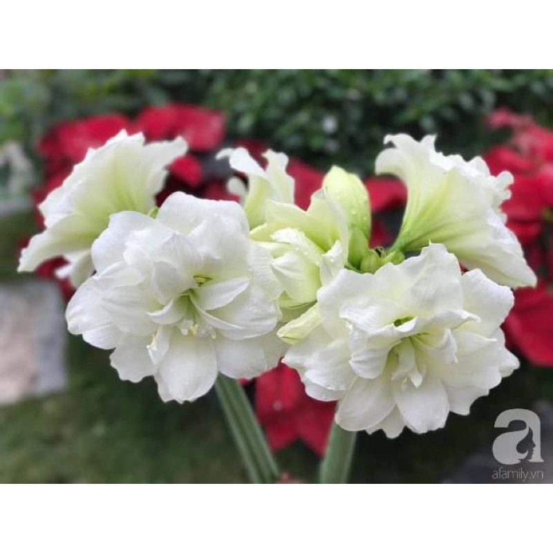 CỦ HUỆ LAN CÁNH KÉP MUA 5 củ tặng 1 củ cùng loại