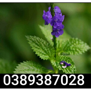 combo 5 cây cỏ đuôi chuột giống