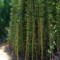 Bụi trúc quân tử