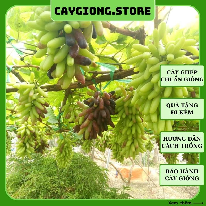 Cây nho giống Ngón tay đen Úc leo giàn trồng chậu thùng xốp NG08