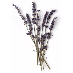 20 cành hoa khô Oải Hương-Lavender trang trí chụp ảnh, decor