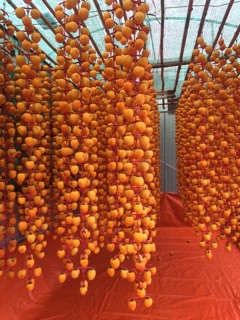 Hồng treo công nghệ Nhật Bản
