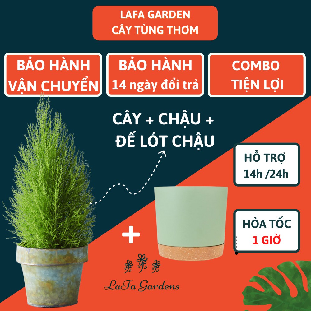 Cây tùng thơm lá mịn LAFA GARDEN, kích thước (30-40cm) nhỏ gọn, lá tỏa hương thơm, trang trí đẹp