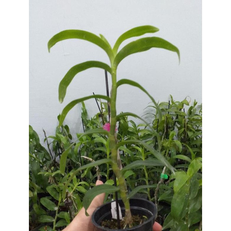 Hoa phong lan - trầm rồng đỏ
