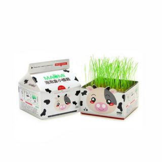 Chậu cây mini để bàn