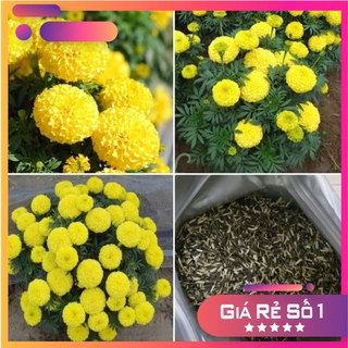 Hạt Giống Hoa Cúc Vạn Thọ Mỹ màu Vàng F1 - 50 hạt