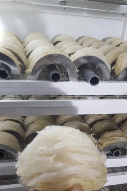 ( RẺ VÔ ĐỊCH ) TỔ YẾN SÀO KHÁNH HÒA TINH CHẾ SỢI NGUYÊN CHẤT 100% ( 10-12 tổ) | BigBuy360 - bigbuy360.vn